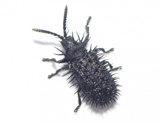 Днепрян удивил жук-кактус