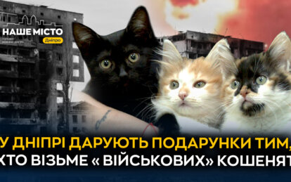 У Дніпрі дарують подарунки тим, хто візьме «військових» кошенят