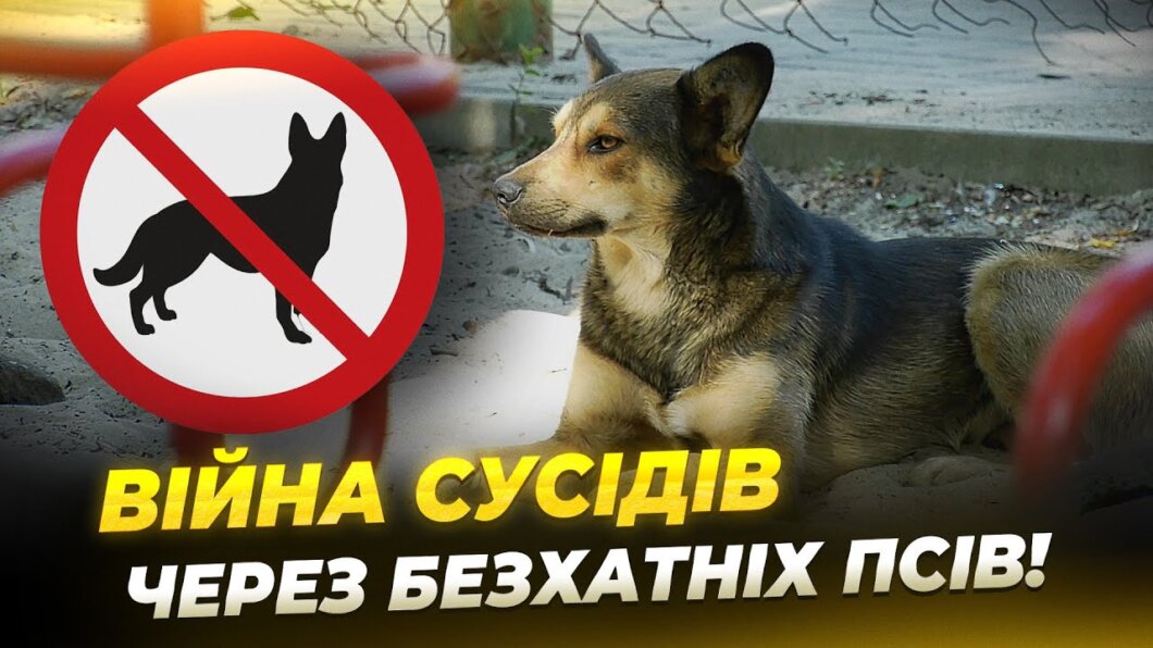 Погрози, підпали, бійки: у Дніпрі через безпритульних собак спалахнув сусідський конфлікт