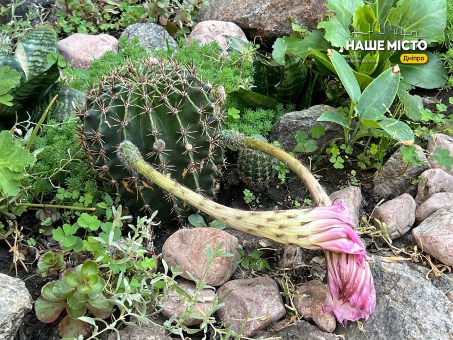 Зелене подвір’я зусиллям громади: як у Дніпрі ОСББ «Форсаж 2» змінює простір на вулиці Робоча