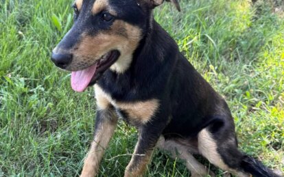 Філатов прихистив собаку після обстрілу - Наше Місто