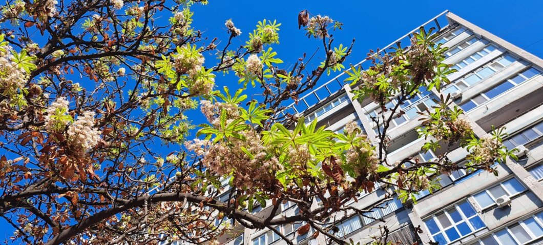 Почему каштаны в Днепре во второй раз зацвели осенью - Наше Место