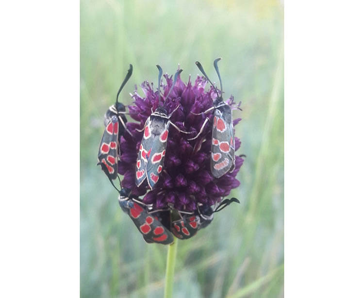 На Дніпропетровщині виявили рідкісних токсичних метеликів - Наше Місто