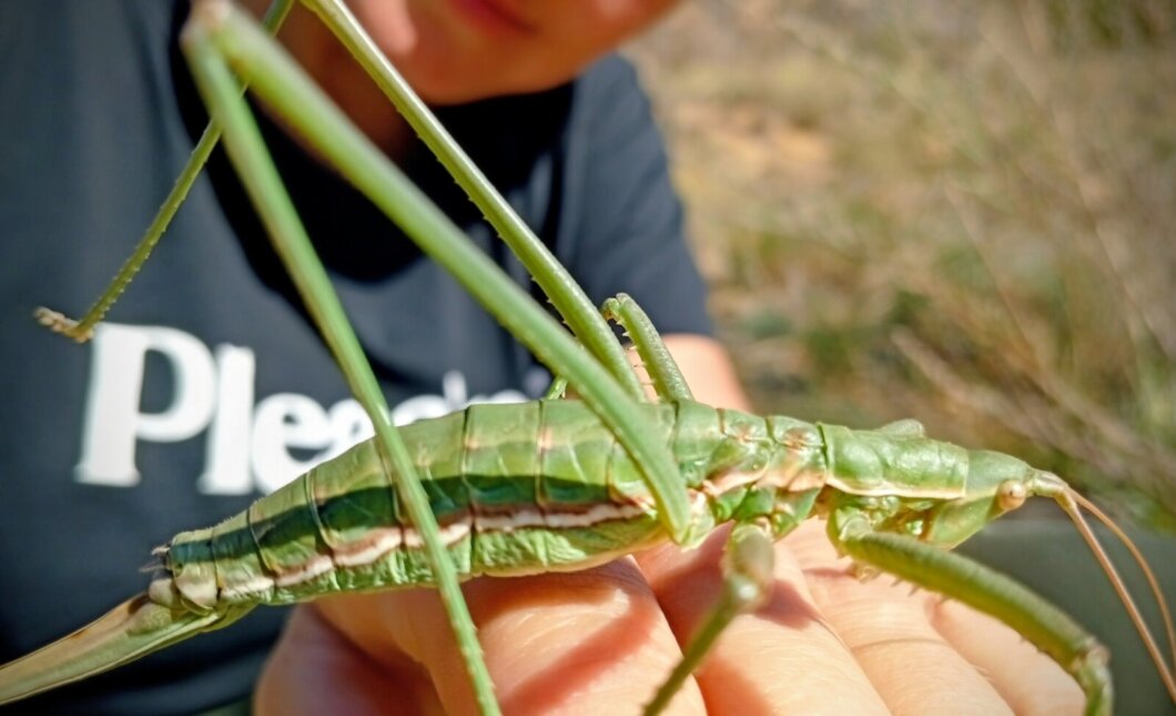 Бабка степова на Дніпропетровщині - Наше Місто