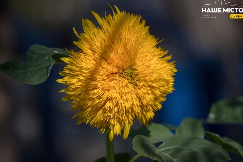 Коли у 2025 році в Україні настане справжнє «бабине літо» - Наше Місто