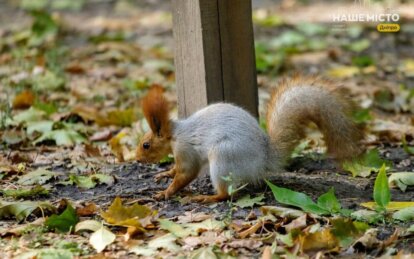 Яке сьогодні свято: традиції, прикмети та заборони 9 вересня