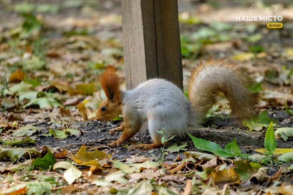 Коли Україну накриють перші морози: синоптикиня дала прогноз