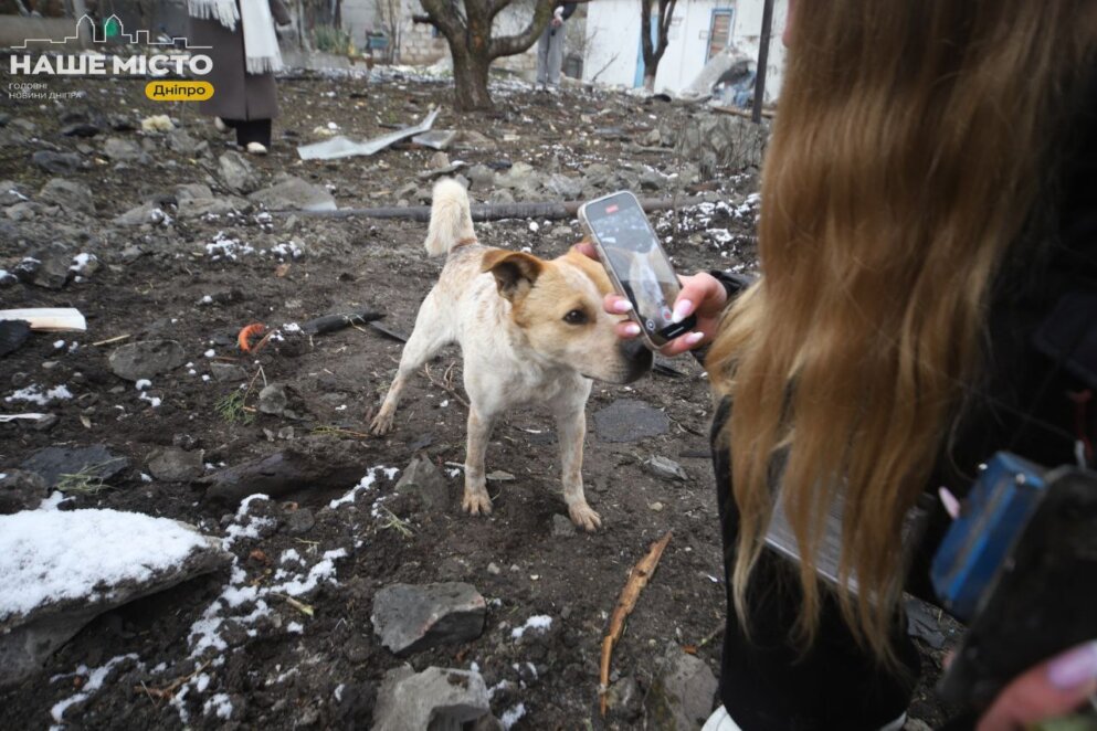 Вибухи та сирени у Дніпрі: тварини - Наше Місто