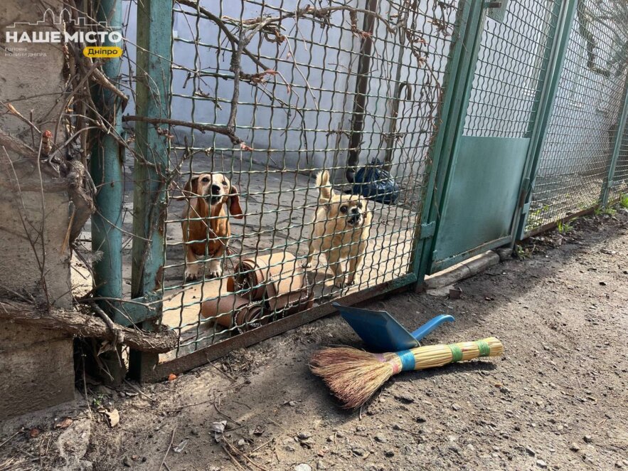 Вибухи та сирени у Дніпрі: тварини - Наше Місто