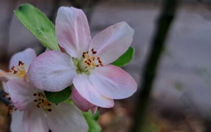 яблуневий цвіт