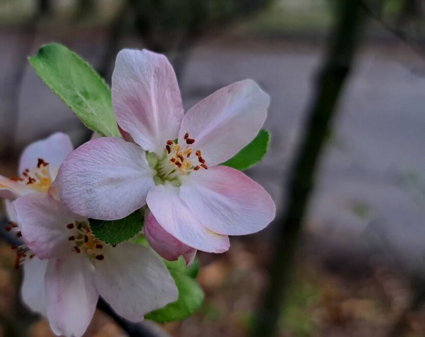 яблуневий цвіт