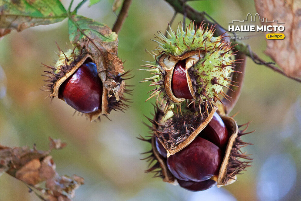 Як використовувати каштани у побуті - Наше Місто