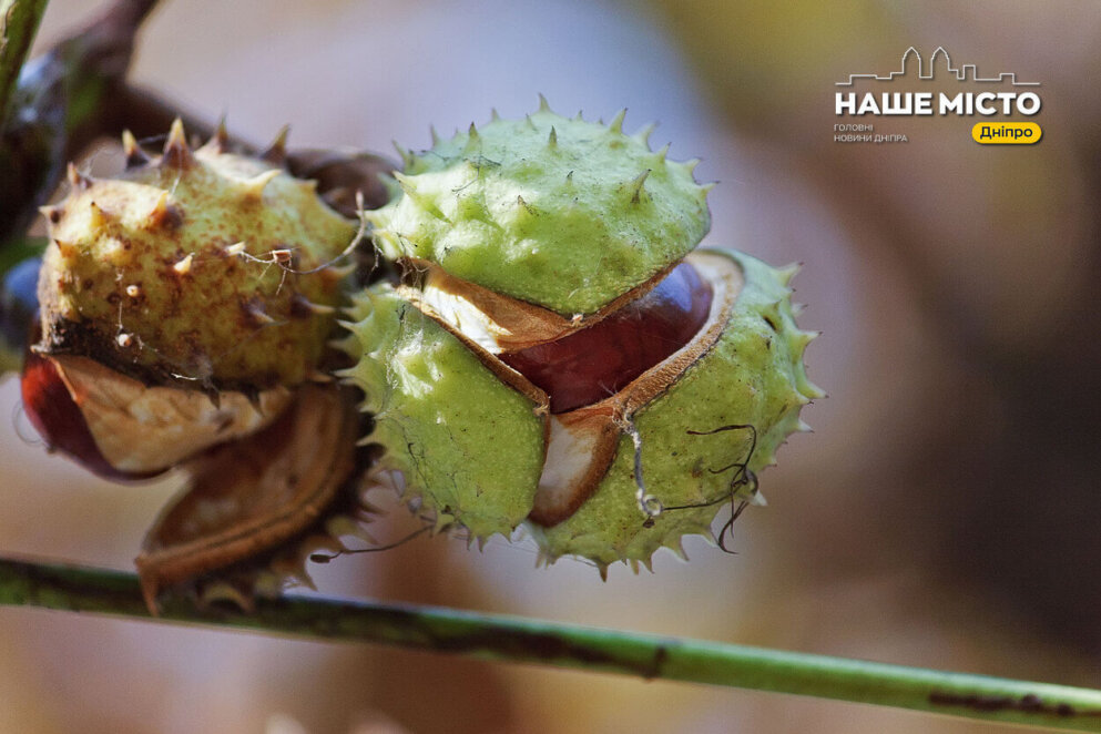 Як використовувати каштани у побуті - Наше Місто