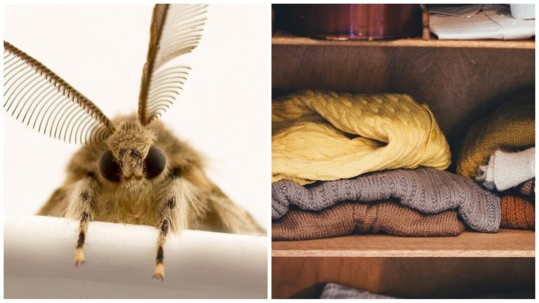 Зникне назавжди: що покласти до шафи, щоб позбутись від молі