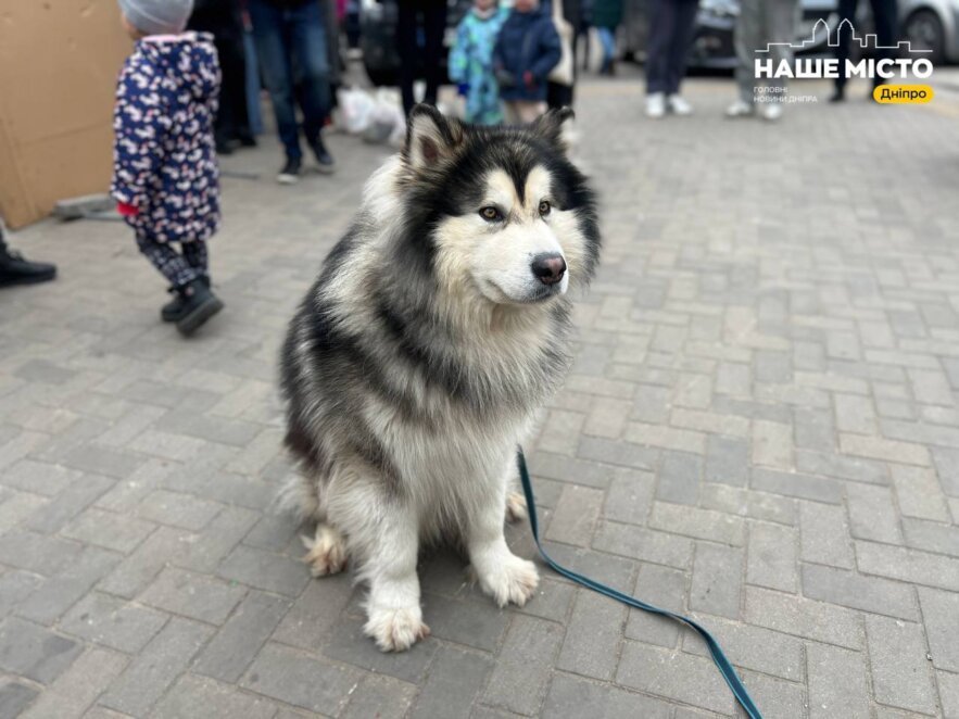 ЕКСКЛЮЗИВ
                                Ярмарковий марафон у Дніпрі: як минули останні вихідні сезону