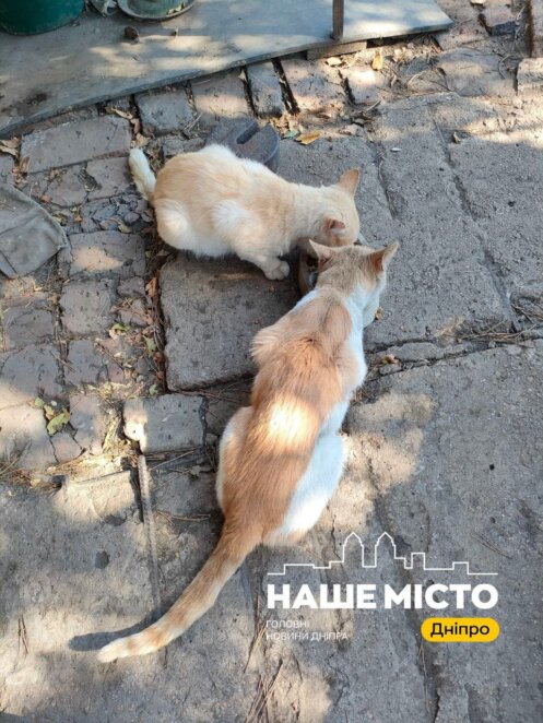 ЕКСКЛЮЗИВ
                                Якщо зі мною щось станеться, ламайте двері і рятуйте котів: дніпровські волонтери вкотре відвідали Донеччину