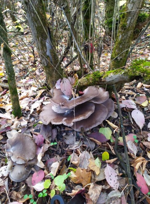 Грибний бум під Дніпром: у лісах масово знаходять велетенські гливи