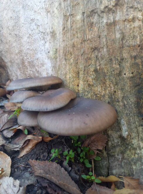 Грибний бум під Дніпром: у лісах масово знаходять велетенські гливи