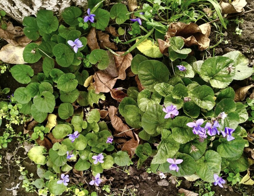 У Дніпропетровській області розквітнули весняні первоцвіти