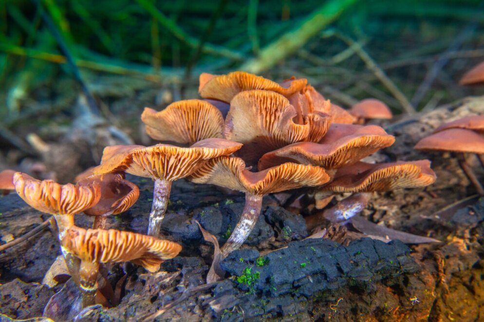 Пізня осінь у Діївських плавнях - Наше Місто