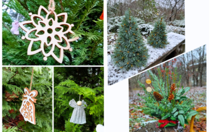 Ботанічний сад Дніпра оголосив графік роботи на грудень - Наше Місто