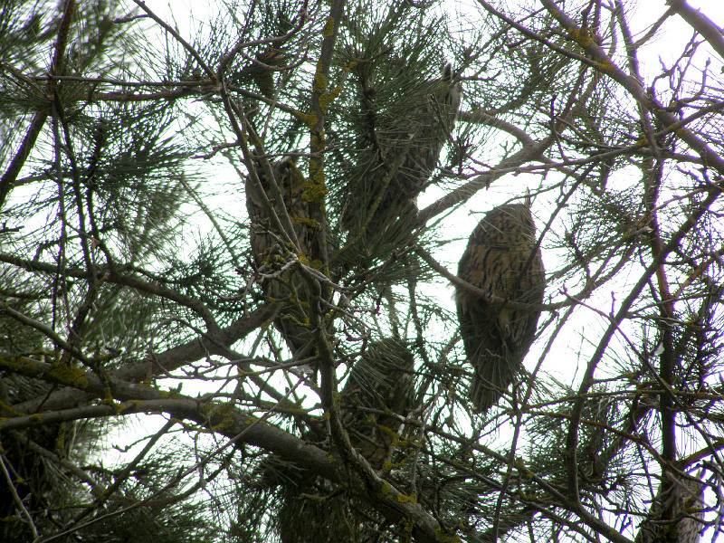 ЕКСКЛЮЗИВ
                                Дніпровський зоолог пояснив, чому сови утворюють величезні колонії