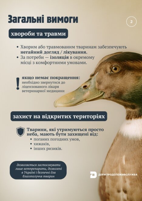 З 1 січня в Україні запроваджують європейські стандарти утримання сільськогосподарських тварин