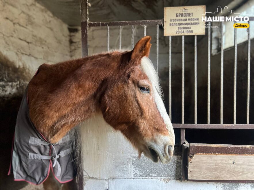 ЕКСКЛЮЗИВ
                                Сімейний кінний клуб “Алюр” у Дніпрі: історії, характер і філософія життя поруч із кіньми