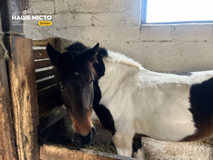 ЕКСКЛЮЗИВ
                                Сімейний кінний клуб “Алюр” у Дніпрі: історії, характер і філософія життя поруч із кіньми