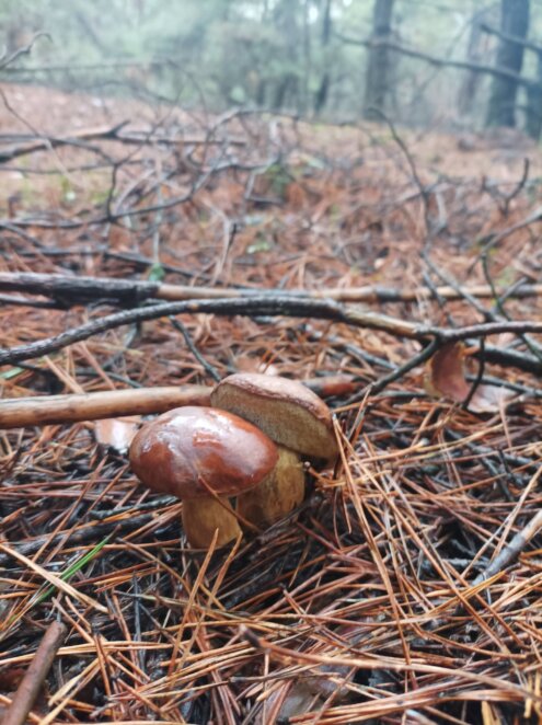 Гриби взимку на Дніпропетровщині - Наше Місто