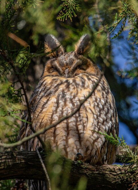ЕКСКЛЮЗИВ
                                Дніпровський зоолог пояснив, чому сови утворюють величезні колонії