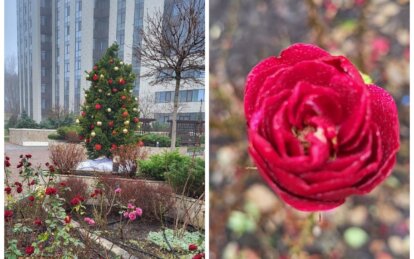 У Дніпрі на Новий рік квітнуть троянди - Наше Місто