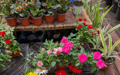 Как защитить уличные растения в горшках от мороза зимой: простой трюк