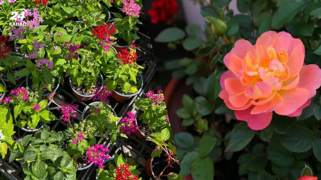Як захистити вуличні рослини в горщиках від морозу взимку: простий трюк