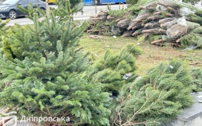 В Днепре продолжается проверка точек продажи рождественских деревьев
