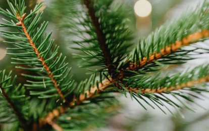 Нелегальная вырубка елок: какие штрафы и наказания предусмотрены в Украине