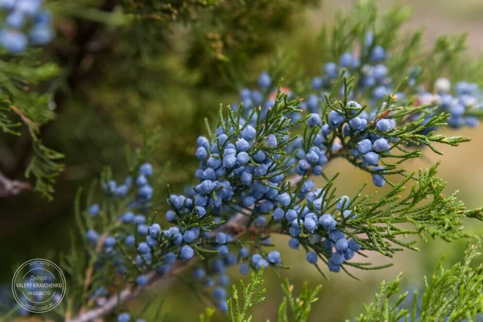 Церковне свято 3 грудня: що не можна робити цього дня