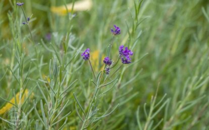 Яке сьогодні церковне свято: народні заборони та прикмети погоди