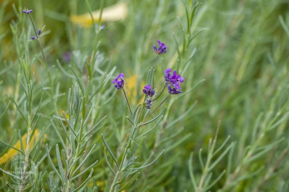 Яке сьогодні церковне свято: народні заборони та прикмети погоди