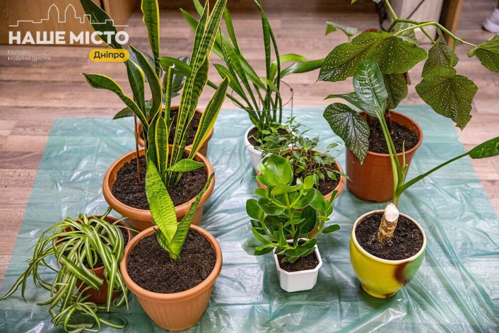 "Швидка допомога" для квітів у Дніпрі - Наше Місто