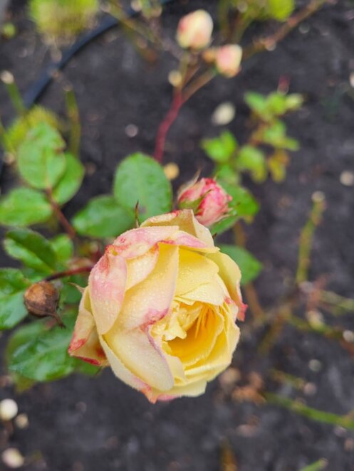 В Днепре на Новый год цветут розы - Наше Место