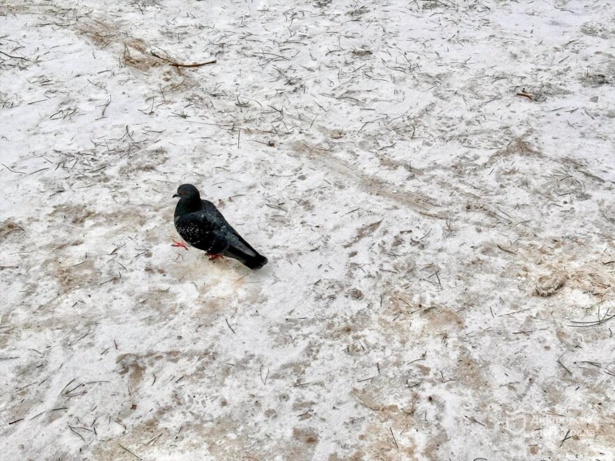 ОФІЦІЙНО                Перевірили 45 локацій: як у Дніпрі контролюють прибирання ялинкових ринків