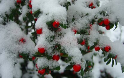 В Ботаническом саду ДНУ обновили стоимость входных билетов: сколько стоит посещение