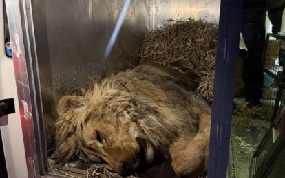 Африканського лева Хана евакуювали з Дніпропетровщини через загрозу його життю - Наше Місто