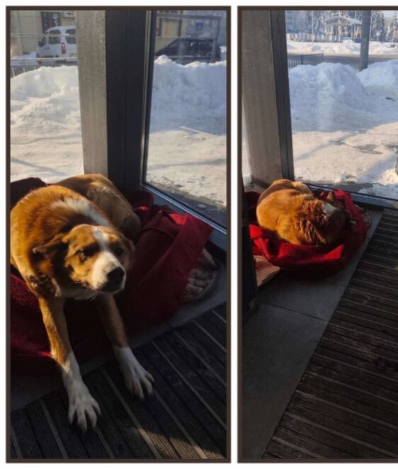 Після скандалу з собакою у Дніпрі в АТБ кардинально змінили правила щодо безпритульних тварин