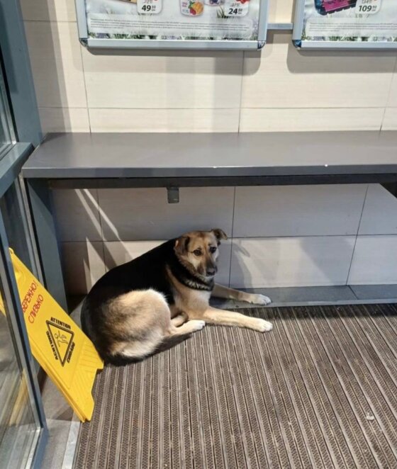 Після скандалу з собакою у Дніпрі в АТБ кардинально змінили правила щодо безпритульних тварин