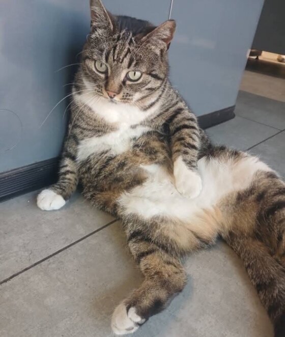 Після скандалу з собакою у Дніпрі в АТБ кардинально змінили правила щодо безпритульних тварин