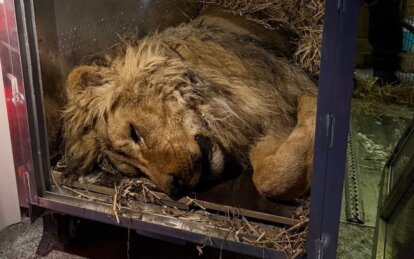 Африканського лева Хана евакуювали з Дніпропетровщини через загрозу його життю