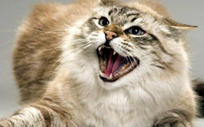 В городе Днепропетровской области зарегистрировали случай бешенства у домашнего кота