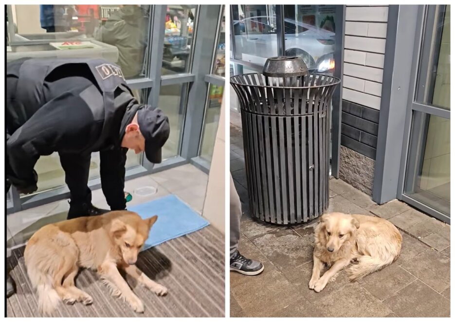 У Дніпрі з супермаркету вигнали собаку на мороз - Наше Місто